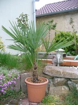 Palma Trachycarpus fortunei