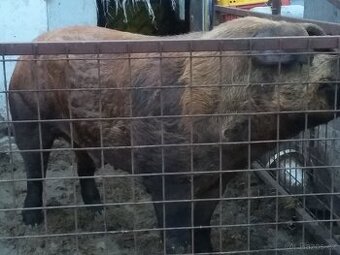 Duroc - kanec