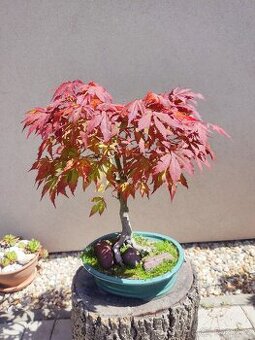 Bonsai