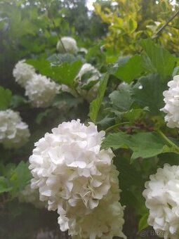 Kalina Roseum