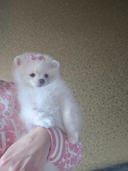 Pomeranian