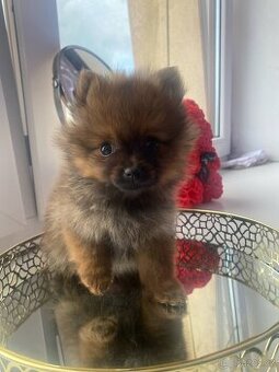 Pomeranian bez pp - 1