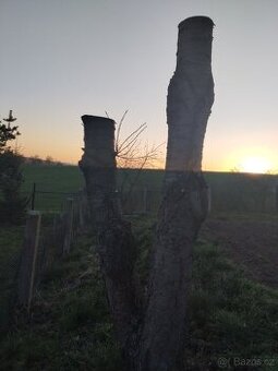 Kmen třešně - 1