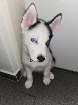 Prodam.štěně husky