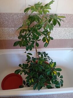 ŠEFLERA 120cm+KVĚTINÁČ