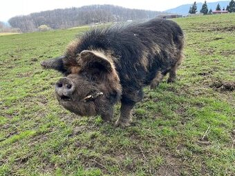 Kanec Kune Kune