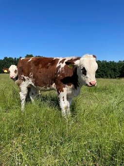Jalovice normand X masny simentál