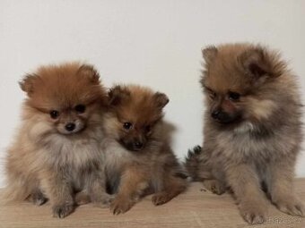 Pomeranian