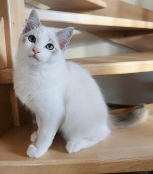Ragdoll kocourek bez PP