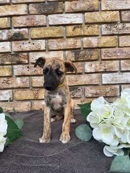 Whippet, Vipet s PP - 1