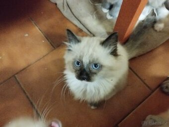 Kříženci ragdoll