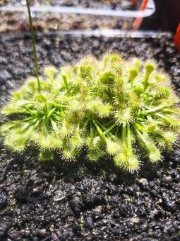 Masožravá rostlina drosera tokaiensis