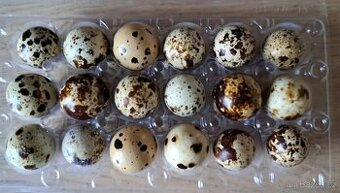 Křepelčí vajíčka