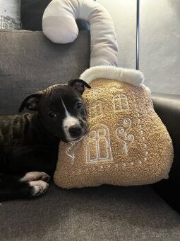 Štěně Amerického Stafordšírského teriéra bez PP