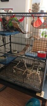 Dvě činčili kamarádky