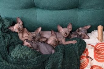 Koťátka Kanadský Sphynx