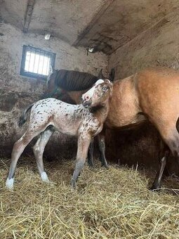 Roček strakáč hřebec