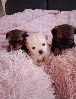 Yorksirsky/Jorksirsky terier X