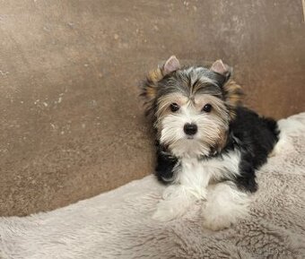 Biewer jorkširský teriér pejsek s pp