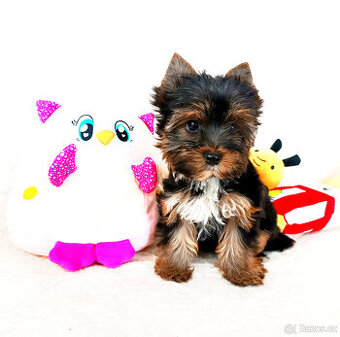 Jorkšírský teriér