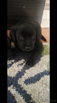 Dobrý den Prodám štěňata srnecka křížený jezevcikem