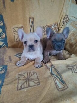 Francouzský buldoček - 1