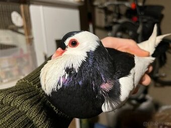 Český stavák černý Sedlatý - Samec