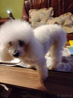 Koupím smart fortvo