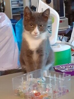 mainská mývalí bez PP