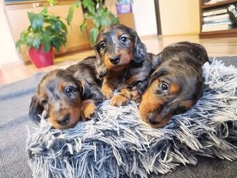 Jezevčík trpasličí -králičí dlouhosrstý bez PP