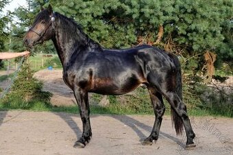 Připouštěni - Českomoravský Belgik