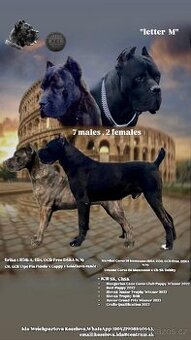 Cane Corso s PP