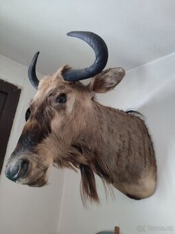 Pakůň žíhaný - 1