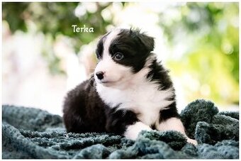 Border Collie, Border Kolia s PP FCI