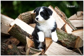 Border Collie, Border Kolia s PP FCI