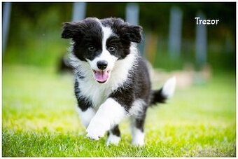 Border Collie, Border Kolia s PP FCI