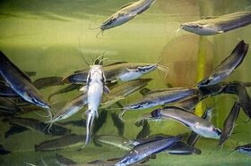 Sumeček africký (Clarias gariepinus) - 1