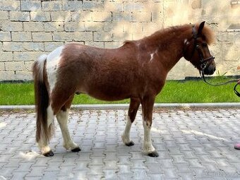 Pony Valach - 1