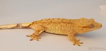 Pagekon řasnatý samice 37g Yellow