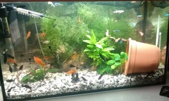 Akvarijní rybičky zivorodkove