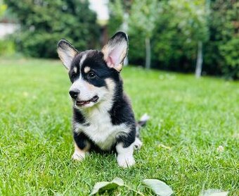 Welsh Corgi Pembroke