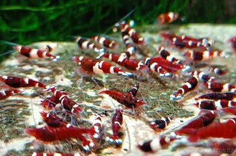 Krevetky- caridina Wine red (10+2 zdarma)
