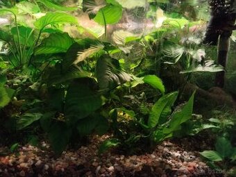 Anubias, Microsorium - 1