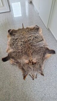 Kůže z divočáka