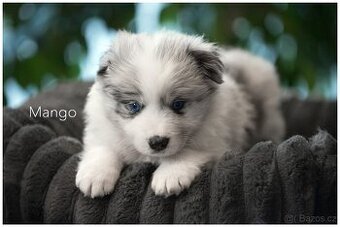 Border Collie, Border Kolia s PP FCI barva Blue Merle