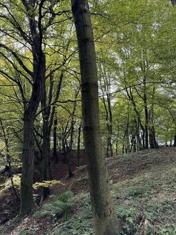 Prodám lesní pozemek v k.ú. Záblatí u Bohumína, p.č. 1454/28