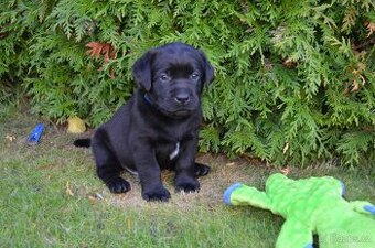 Labradorsky retriver s PP-šteňata