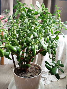 Tlustice vejčitá - Crassula ovata