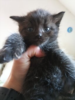 Daruji koťátka - 1