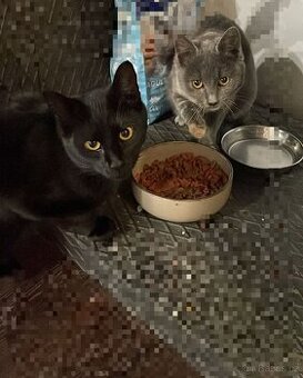 Daruji kočku a kocoura